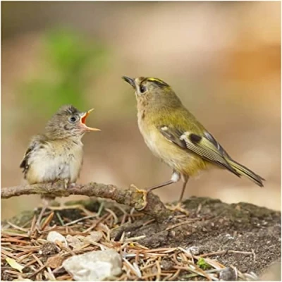 Image of Goldcrest Greeting Sound Card By Really Wild Cards
