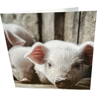 Image of Maturi Rabbit Photographic Blank Birthday Greetings Card, 15.5 x cm
