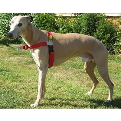 Image of Walk Your Dog With Love Sports Edition (11 29kg, RUBY RED)