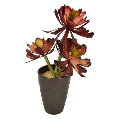 Image of Props4shows Artificial Red Aeonium Plant in Pot