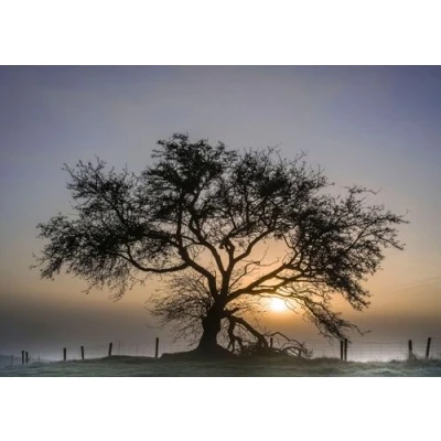 Image of Charles Sainsbury Plaice Tree, Nature and Landscape Greeting Card. Crab Apple, Powys