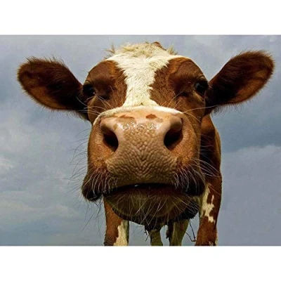 Image of Wee Blue Coo Funny Cow Farm Animal Close Up Art Print Poster Wall Decor 12X16 Inch