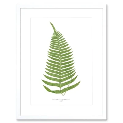 Image of Wee Blue Coo Fern Polypodium Catharinae Art Print Framed Poster Wall Decor 9x7 inch