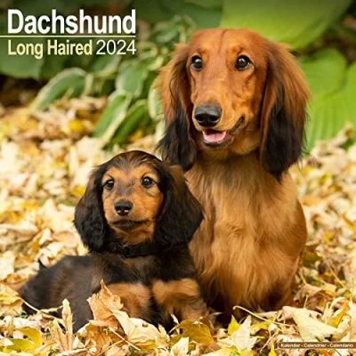 Image of Longhaired Dachshund Calendar 2024 Square Dog Breed Wall 16 Month