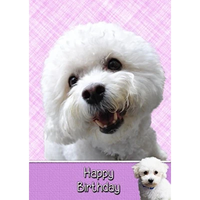 Image of Bichon Frise Birthday Card