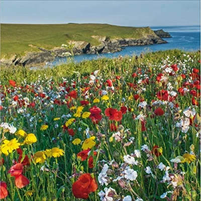 Image of Woodmansterne Birthday/Blank Card for Men/Women General Male/Female West Pentire, Cornwall Eco Friendly and Recyclable