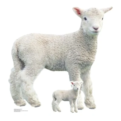Image of Star Cutouts SC4438 Lamb Farm Animal Cardboard Cut Out Height 74cm