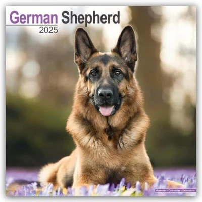 Image of Baker and Bray German Shepherd Calendar 2025, Large Square Wall Calendar, 16 Month, Gift Dog Calendar.