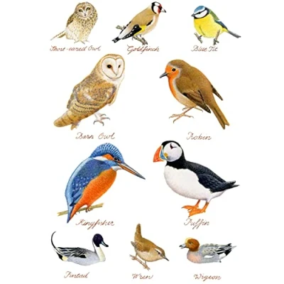 Image of Half a Donkey Hand Drawn British Birds Collection Large Cotton Tea Towel