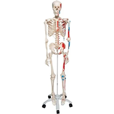 Image of 3B Scientific Human Anatomy Skeleton Model Max with Painted Muscle Origins and Inserts, On Pelvis Mounted Rolling Stand A11 + free App Smart