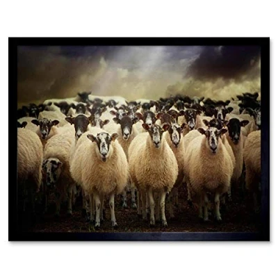 Image of Wee Blue Coo Sheep Flock Farm Animal Art Print Framed Poster Wall Decor 12X16 Inch