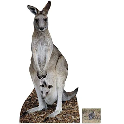 Image of BundleZ 4 FanZ Fan Packs Kangaroo Wildlife/Animal Lifesize Cardboard Cutout/Standee/Standup Includes 8x10 (20x25cm) Star Photo