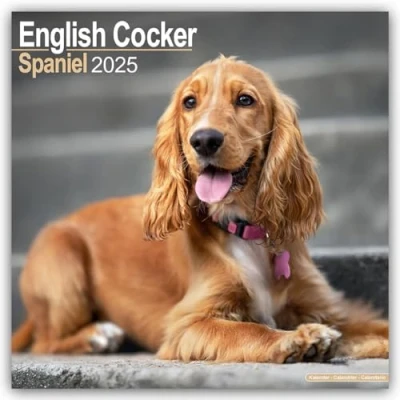 Image of Baker and Bray Cocker Spaniel Calendar 2025, Large Square Wall Calendar, 16 Month, Gift Dog Calendar.
