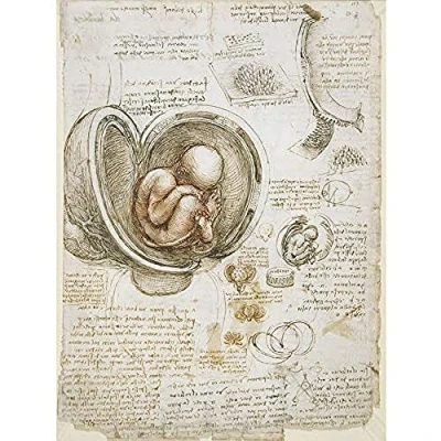 Image of Artery8 Leonardo Da Vinci Studies Of The Foetus In Womb Unframed Wall Art Print Poster Home Decor Premium