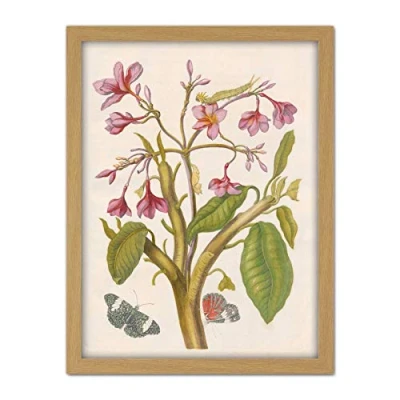 Image of Artery8 Merian Metamorphosis Pink Flowers Insects Painting Artwork Framed Wall Art Print 18X24 Inch