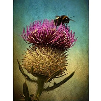Image of Wee Blue Coo Bumble Bee And Thistle Unframed Art Print Poster Wall Decor 12X16 Inch