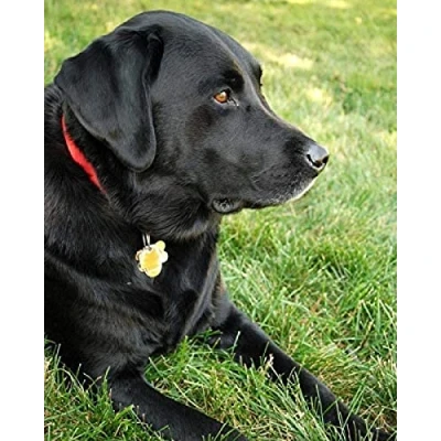 Image of WYWQN DIY 5D Diamond Painting Black Labrador Retriever Pet Dog Full Drill Arts Craft Canvas Supply for Home Wall Decor Adults and Kidsadults Kids Art Number 30x40CM