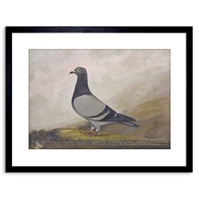 Image of Wee Blue Coo 9x7 &#039;&#039; ANIMAL PIGEON DOVE BIRD FRAMED ART PRINT PICTURE MOUNT PHOTO F97X653