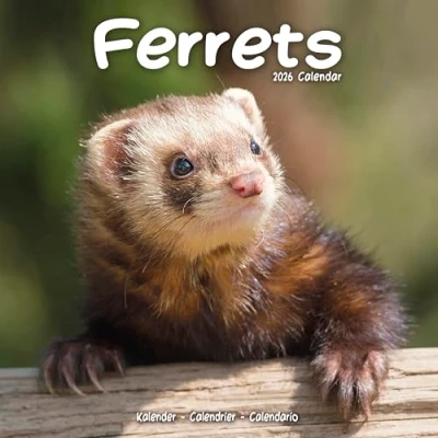 Image of Ferrets Calendar 2026