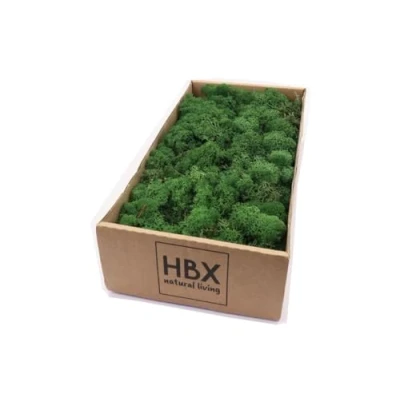 Image of Floralcraft Reindeer Moss Natural Preserved Dried Airplant Flower Arranging House Decoration 500g Green