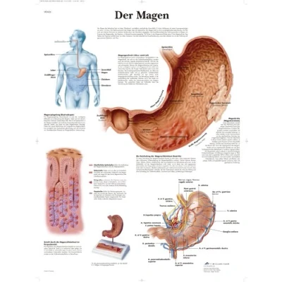 Image of 3B Scientific Laminated Teaching Chart &#039;Der Magen&#039;