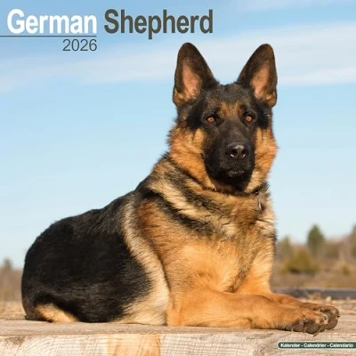 Image of German Shepherd Calendar 2026