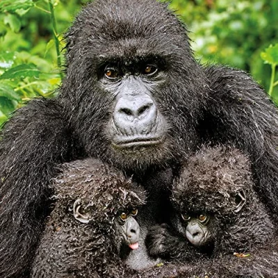Image of Wildlife Photographer of the Year Twin Hope Blank Greeting Card with Envelope