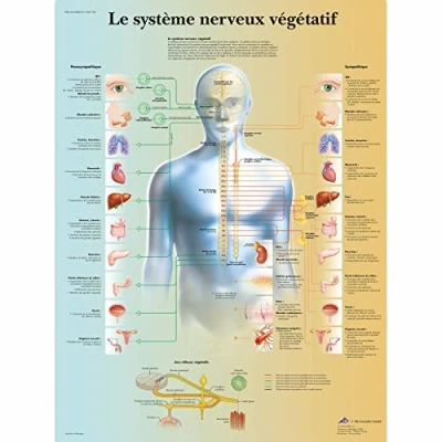 Image of 3B Scientific VR2610L &quot;Le système nerveux végétatif&quot; Anatomical Board, Yellow