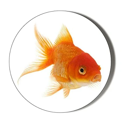 Image of Gift Insanity GOLDFISH 38mm Small Novelty Badge