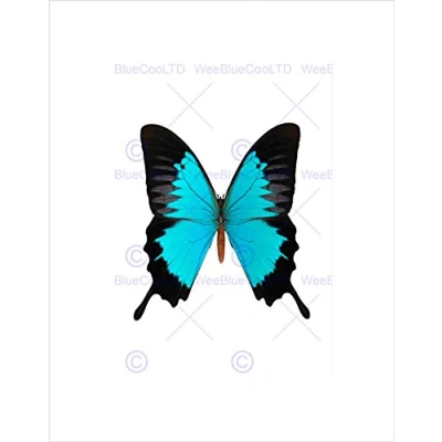 Image of Wee Blue Coo Peacock Royal Turquoise Butterfly Art Picture Wall Print