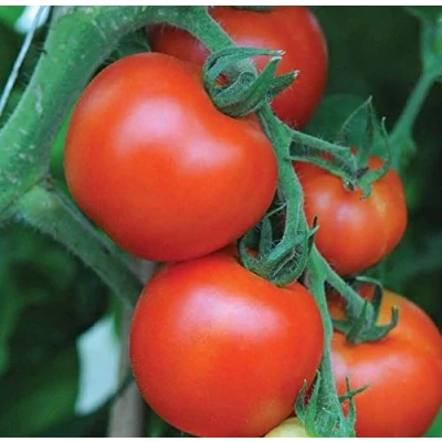 Image of 8 Seeds of Vegetable Tomato Akron F1 Hybrid