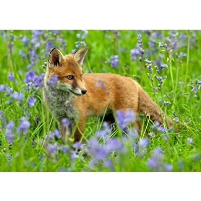 Image of David Kjaer Fox wildlife or nature greeting card Large A5 with brown fleck envelope