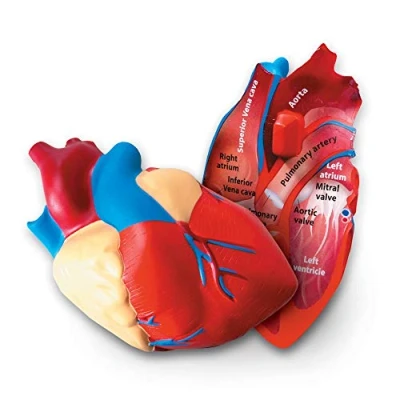 Image of Learning Resources Soft Foam Cross Section Human Heart Model