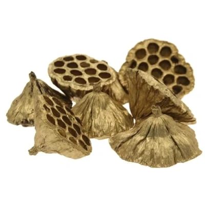Image of Gold Medium Dried Lotus Heads (6 8cm) Christmas Wreath Decoration