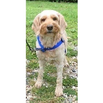 Image of Walk Your Dog With Love Sports Edition (8 16kg, SAPPHIRE BLUE)