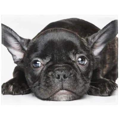 Image of YISUMEI Soft Fleece Blanket Black French Bulldog, 125 x 150 cm Throw Suitable for Sofa or Bed