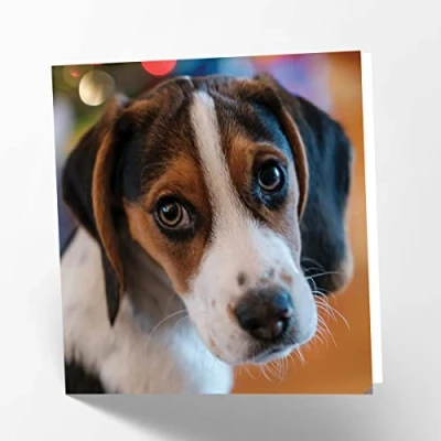 Image of Maturi Beagle Dog Photographic Blank Birthday Greetings Card, 15.5 x cm