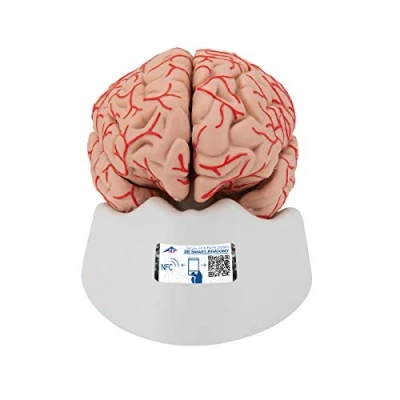 Image of 3B Scientific Human Anatomy Brain Model with Arteries, 9 part + free App Smart