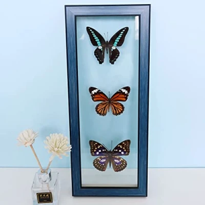Image of Guoyoocc Exquisite Butterflies Insect Specimen,Insect Taxidermy Specimen,Unique Collectables,Natural Specimen,Real Butterfly Mounted Under Glass Handmade Wooden Frame