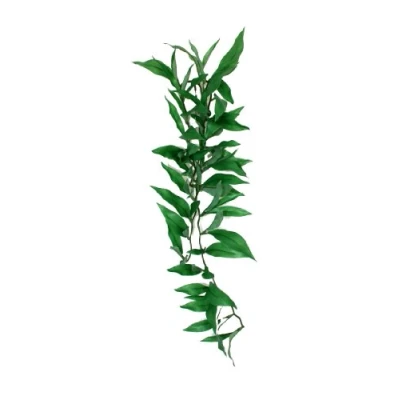 Image of Komodo Persian Lily Silk Vine, 60 cm