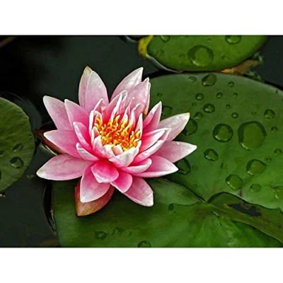 Image of Wee Blue Coo Lotus Flower Lilly Pad Pink Art Print Poster Wall Decor 12X16 Inch