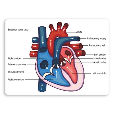 Image of 2 x 10cm Human Heart Diagram Vinyl Stickers Science Biology Sticker #34420 (10cm Wide)