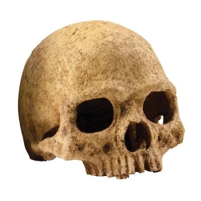 Image of Exo Terra Primate Skull,Brown