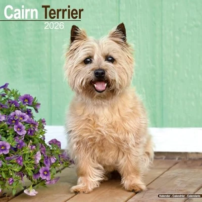Image of Cairn Terrier Calendar 2026