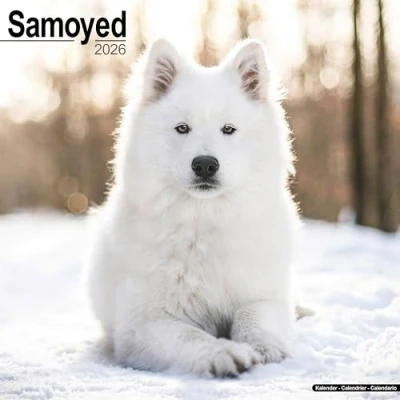 Image of Samoyed Calendar 2026