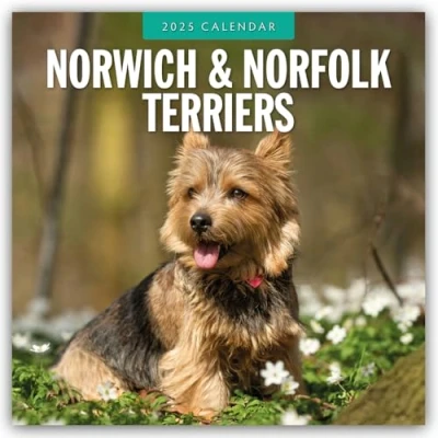 Image of Norwich / Norfolk Terriers 2025 Square Wall Calendar: Original Red Robin Publishing Ltd Kalender [Mehrsprachig] [Kalender]