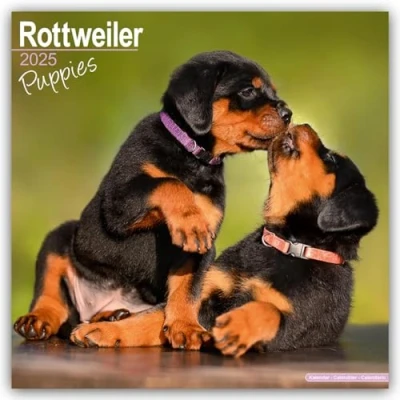 Image of Rottweiler Puppies 2025 Square Wall Calendar Dog Breed, Puppy Calendar: Original Avonside Kalender [Mehrsprachig] [Kalender]