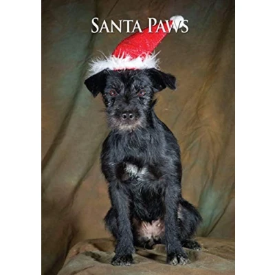 Image of Patterdale Dog Christmas Card by Charles Sainsbury Plaice. Large A5 size with envelope.