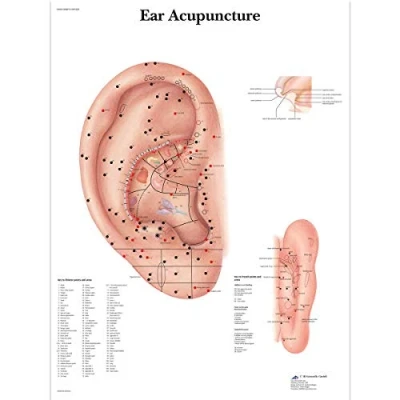 Image of 3B Scientific VR1821UU Human Anatomy Ear Acupunture Chart, Paper Version, 50 x 67cm