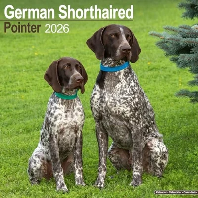 Image of German Shorthaired Pointer Calendar 2026